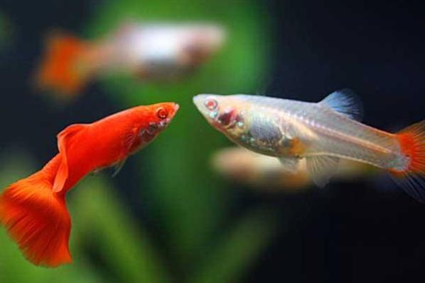 食蚊鱼和孔雀鱼区别