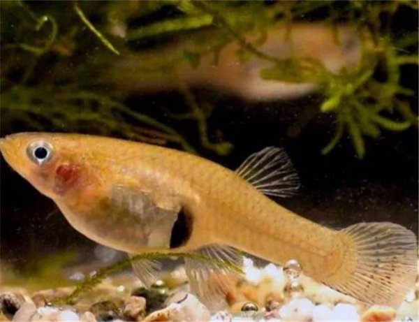 食蚊鱼和孔雀鱼区别