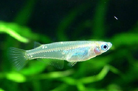 食蚊鱼和孔雀鱼区别