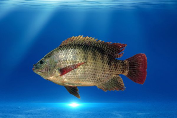 罗非鱼吃什么食物饵料