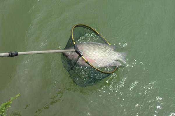 罗非鱼吃什么食物饵料