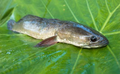 黑鱼几月份产卵 黑鱼产卵的时间是在一年中哪几个月份