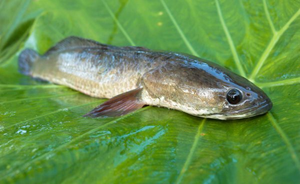 黑鱼几月份产卵