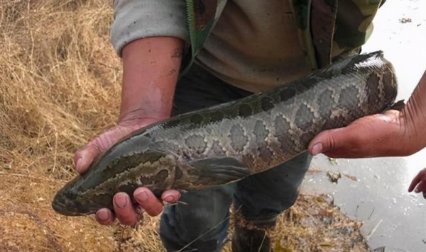 黑鱼几月份产卵