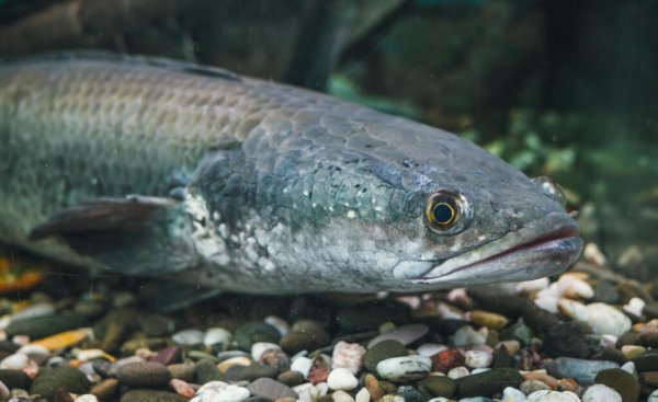 黑鱼几月份产卵