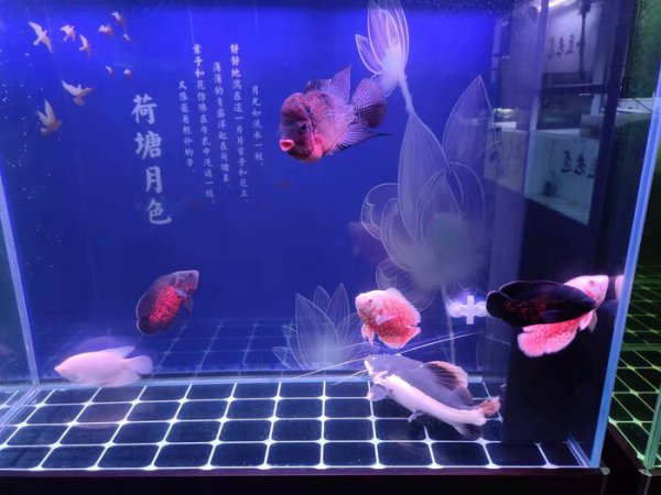 鱼缸水发白是什么原因