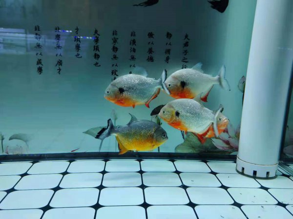 鱼缸水发白是什么原因