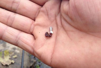 钓鱼时红虫饵使用方法 关于红虫饵的三种调钓思路