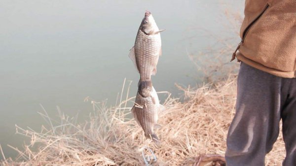 钓鱼时红虫饵使用方法