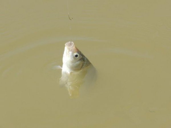 钓鱼时红虫饵使用方法