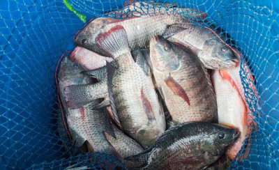 脆肉罗非鱼为何如此受欢迎 脆肉罗非鱼怎么做最好吃