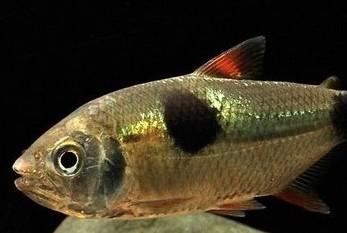 红鼻剪刀鱼