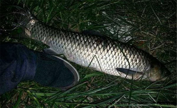 夜钓草鱼钓底还是钓浮