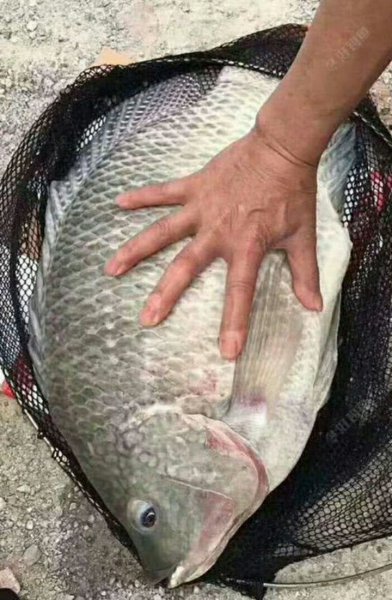 鱼塘养鱼知识必备大全