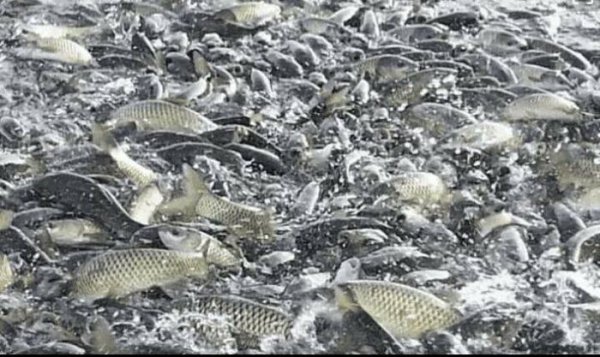 鱼塘养鱼知识必备大全