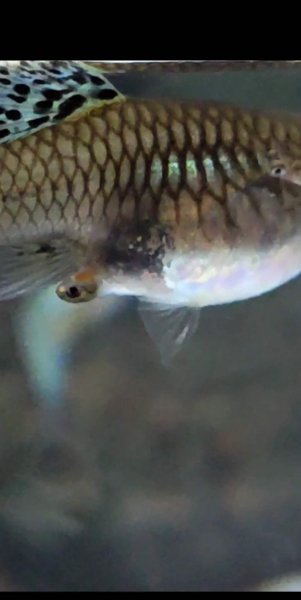 孔雀鱼怎么受精繁殖