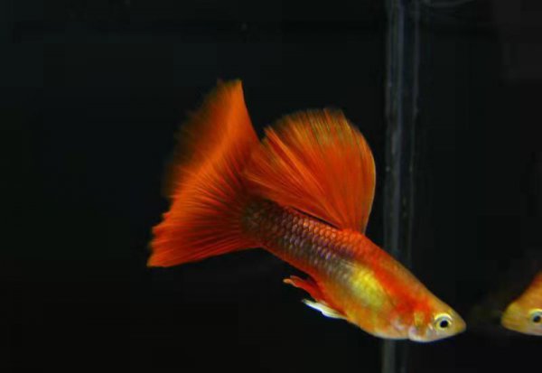 孔雀鱼怎么受精繁殖