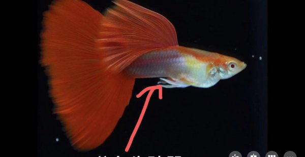 孔雀鱼怎么受精繁殖