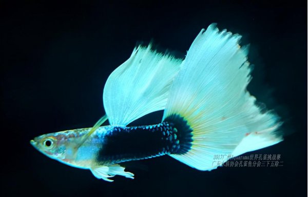 孔雀鱼怎么受精繁殖