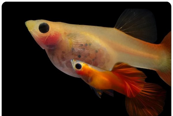 孔雀鱼怎么受精繁殖