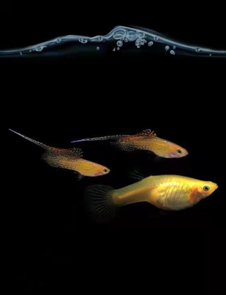 孔雀鱼怎么受精繁殖