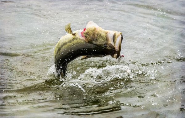 路亚竿调性怎么选择