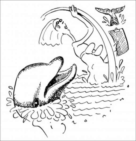 海豚侵犯人类事件有哪些