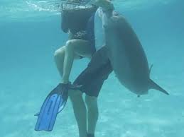 海豚侵犯人类事件有哪些