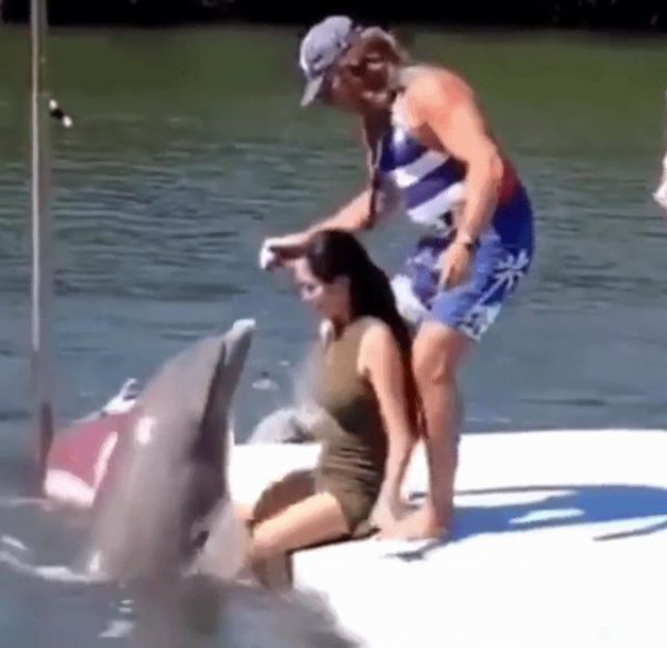 海豚侵犯人类事件有哪些