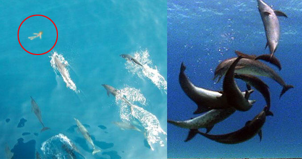 海豚侵犯人类事件有哪些