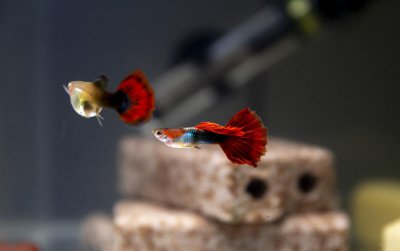 小型的热带鱼怎么养 热带鱼怎么养才能活得长久呢