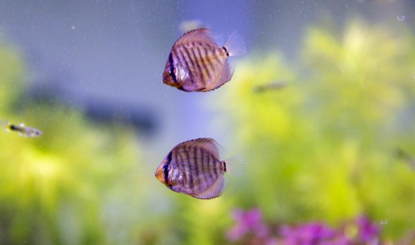 小型的热带鱼怎么养