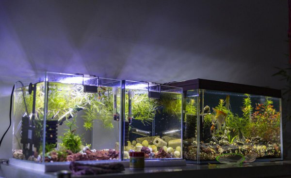 小型的热带鱼怎么养