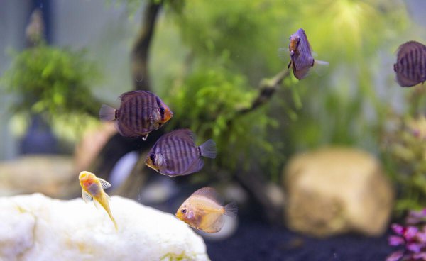 小型的热带鱼怎么养