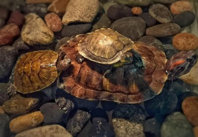 小青龟是深水龟还是浅水龟 小青龟深水养还是浅水养