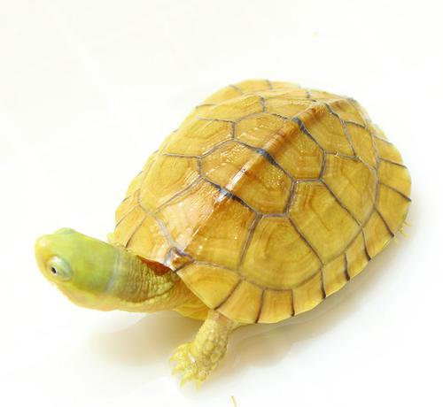 小青龟是深水龟还是浅水龟