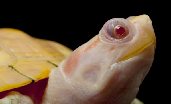 小青龟是深水龟还是浅水龟