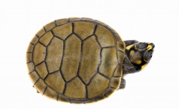 小青龟是深水龟还是浅水龟