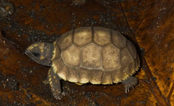 小青龟是深水龟还是浅水龟