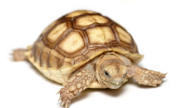 小青龟是深水龟还是浅水龟