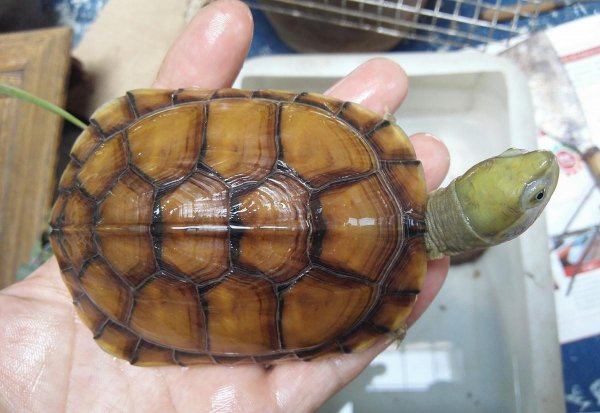 小青龟是深水龟还是浅水龟