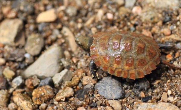 小青龟是深水龟还是浅水龟