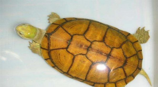 小青龟是深水龟还是浅水龟