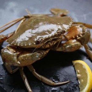 野生青蟹几月份最肥 三门青蟹几月份是最肥的季节