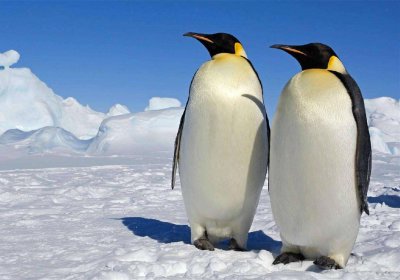 企鹅为什么不怕冷 南极企鹅为什么冻不死怎么取暖