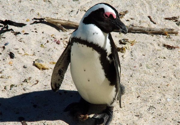 企鹅为什么不怕冷