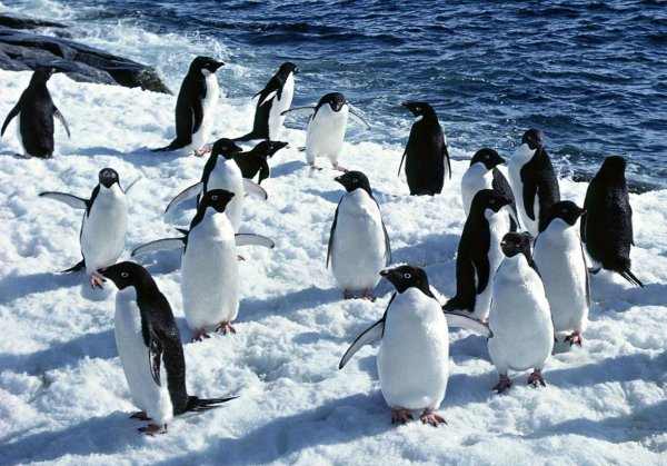 企鹅为什么不怕冷