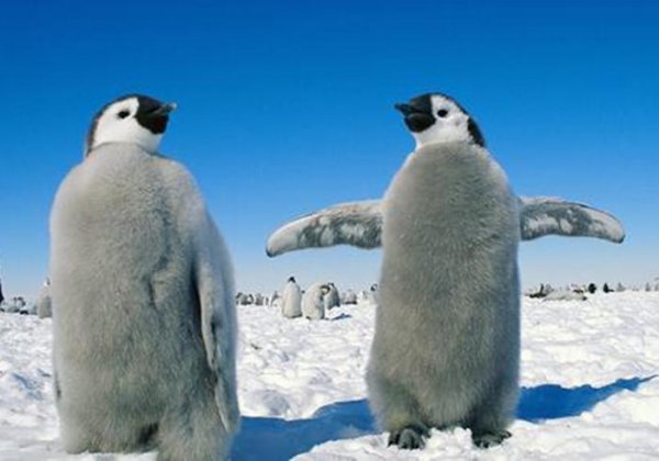 企鹅为什么不怕冷
