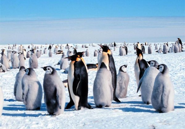 企鹅为什么不怕冷