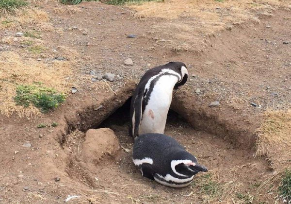 企鹅为什么不怕冷